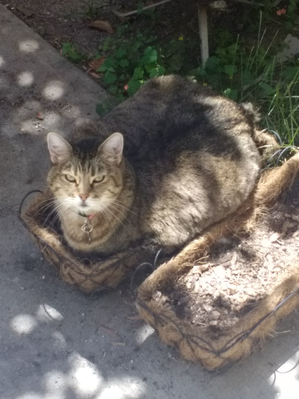 Pic of the Litter: Stubby